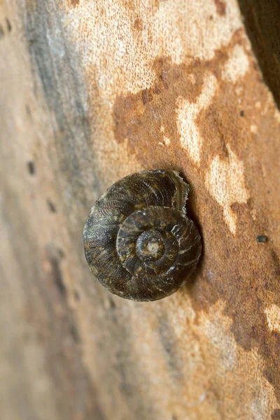 Lapidari Snail Helicigona Lapicida Wood — Stock Photo, Image