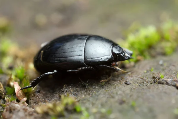 Hister Beetle Histeridae Макрофото — стоковое фото