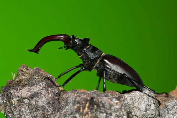 Escarabajo Macho Lucanus Cervus Madera — Foto de Stock