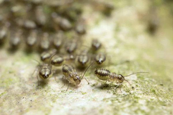 Mnoho Kůrových Pilníků Psocoptera Dřevo — Stock fotografie