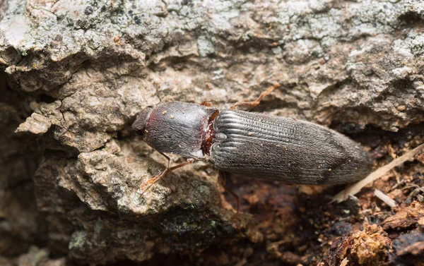 Click Beetle Stenagostus Rhombeus Wood — Stock Photo, Image