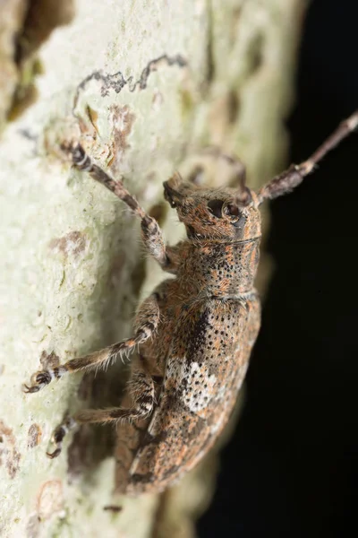 White Clouded Longhorn Beetle Mesosa Nebulosa Hazel Wood — Stock Photo, Image