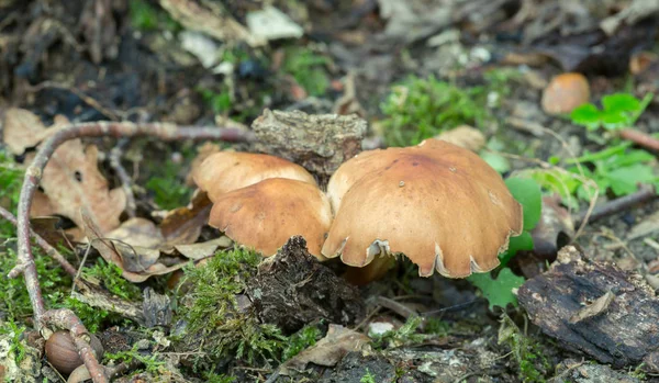 Gomba Gymnopus Fusipes Növekvő Természeti Környezetben — Stock Fotó