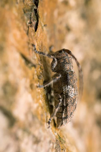 雌の白雲長角甲虫 Mesosa Nebulosaはヘーゼルの木に卵を産む — ストック写真