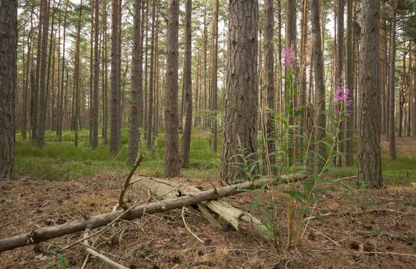 Sveç Eski Bakir Çam Ormanı Planda Willoerb — Stok fotoğraf