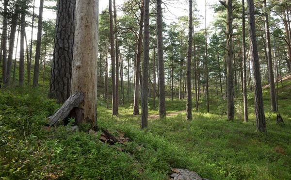 Sveç Teki Ulusal Bir Parkta Değmemiş Eski Çam Ormanları Birçok — Stok fotoğraf