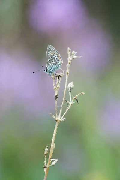 Azul Comum Polyommatus Icarus Descansando Sobre Planta Seca — Fotografia de Stock