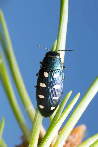 宝石甲虫 松葉上のブプレスティスOcotguttata — ストック写真