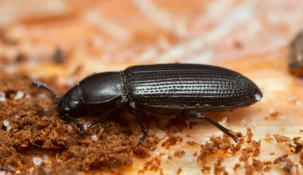 Menephilus Cylindricus Auf Holz Makroaufnahme — Stockfoto