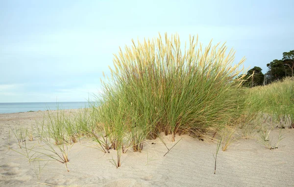 Grama Marram Europeia Ammophila Arenaria Crescendo Areia Uma Praia Oceano Imagem De Stock