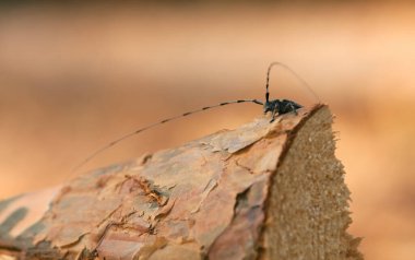 Erkek uzun boynuzlu böcek, çam ağacında Acanthocinus aedilis.