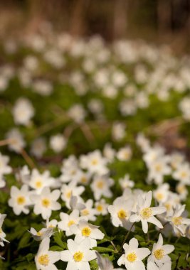 Çiçekli odun şakayığı, Anemone nemorosa, bu çiçek baharda açar.