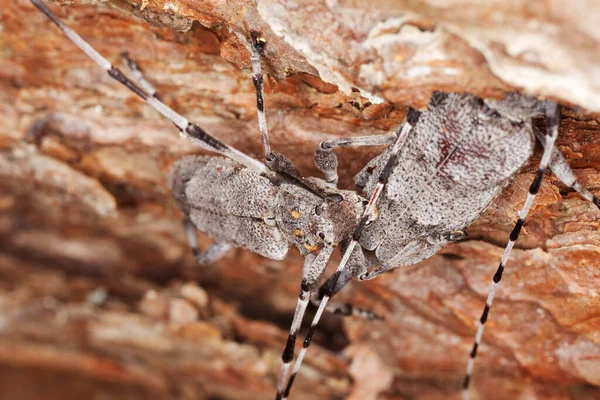 Escarabajos Cuerno Largo Acanthocinus Aedilis Sobre Madera Macro Foto — Foto de Stock