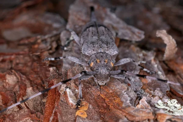 Escarabajo Cuerno Largo Femenino Acanthocinus Aedilis Sobre Madera Macrofoto —  Fotos de Stock