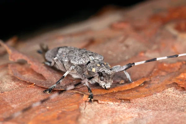 Longicorne Femelle Acanthocinus Aedilis Sur Bois Macro Photo — Photo