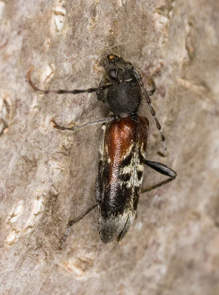 Rufous Shoulder Longhorn Kever Anaglyptus Mysticus Hout — Stockfoto