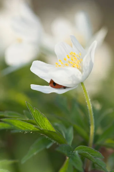 木のアネモネ アネモネのネモロサとテントウムシ この花は春に咲きます — ストック写真