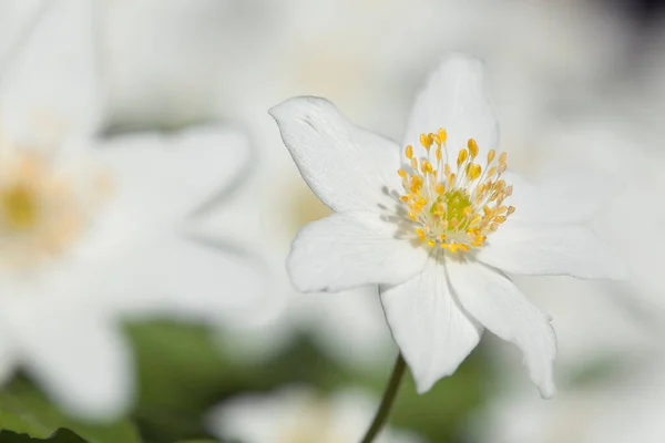 木のアネモネ アネモネのネモロサ 春に咲くこの花 — ストック写真