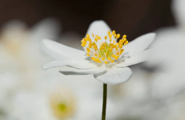 Kwitnący Drewniany Anemon Nemorosa Anemon Ten Kwiat Kwitnie Wiosną — Zdjęcie stockowe