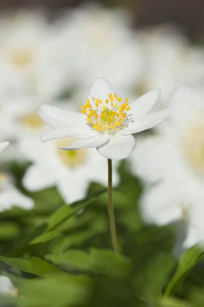 木のアネモネ アネモネのネモロサ 春に咲くこの花 — ストック写真