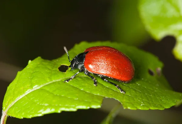 Pappelblattkäfer Chrysomela Populi Auf Blatt — Stockfoto