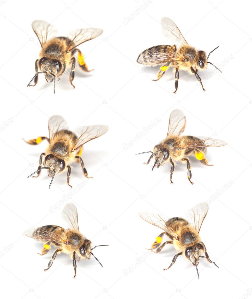 Collection of european honey bee, Apis mellifera isolated on white background