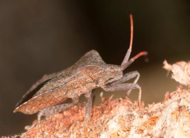Dock hatası, Coreus marginatus, makro fotoğraf