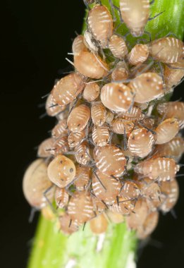 Sapında yaprak bitleri, makro fotoğraf