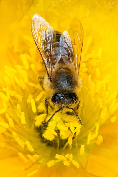 European honey bee, Apis mellifera feeding on poppy