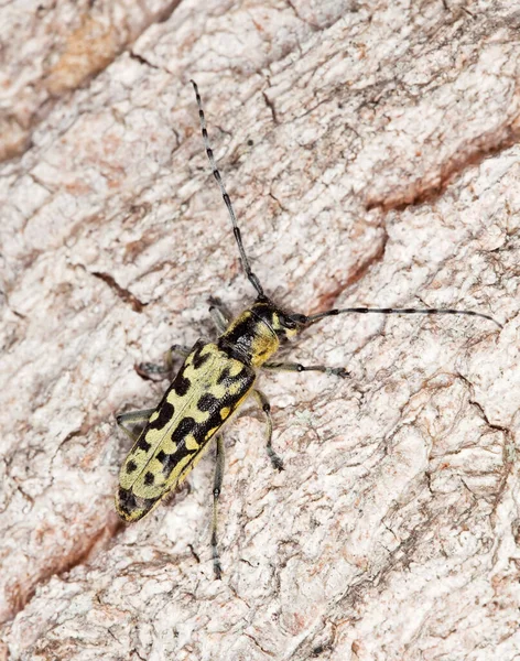 Scarabeo Longhorn Marcato Scala Saperda Scalaris Legno — Foto Stock