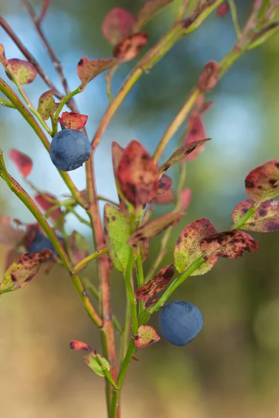 Blueberry Vaccinium Myrtillus Plant Berries — Stock Photo, Image