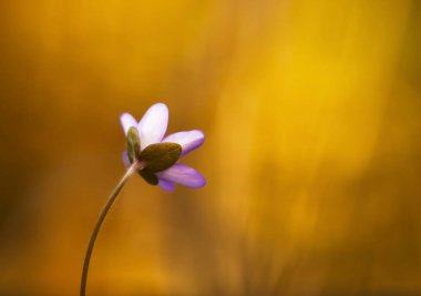 Karaciğer otu, Hepatica nobilis gün batımında