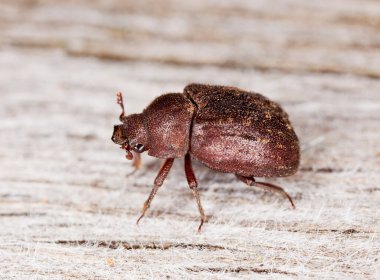 Tahtadaki Aesalus bokböcekleri, makro fotoğraf.