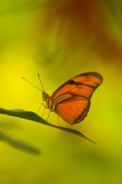 Kelebek yaprağın üzerinde dinleniyor