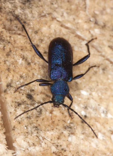 Veilchenborkenkäfer Callidium Violaceum Auf Holz Makroaufnahme — Stockfoto