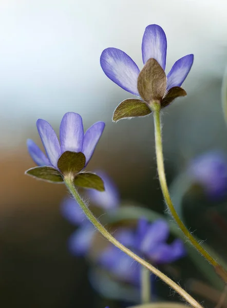 Liverwort Hepatica Nobilis Florescendo Primavera Esta Flor Floresce Início Primavera — Fotografia de Stock