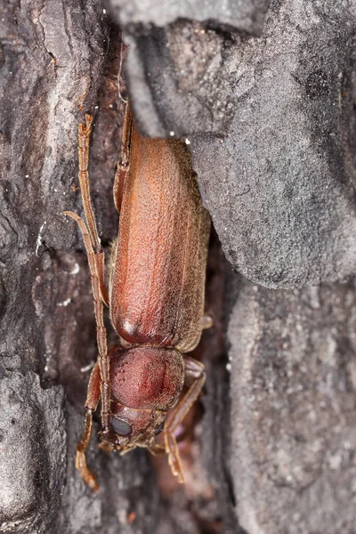 Longhorn Beetle Aropalus Rusticus Pine Bark Macro Photo — 스톡 사진