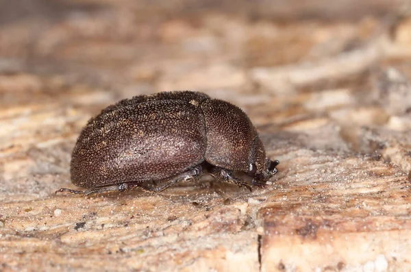 Aesalus Scarabaeoides Sur Bois Macro Photo — Photo