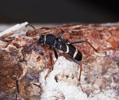 Eşek arısı böceği, Clytus arietis tahtada