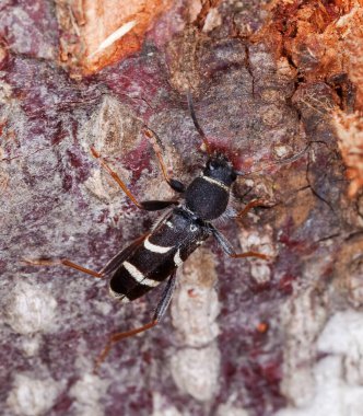 Eşek arısı böceği, Clytus arietis tahtada