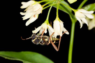 Yabanarısı böceği, Clytus arietis orkideyle besleniyor