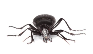 Yer böceği, Carabus Coriaceus beyaz arka planda izole edilmiş, makro fotoğraf.