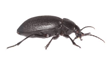 Yer böceği, Carabus Coriaceus beyaz arka planda izole edilmiş, makro fotoğraf.