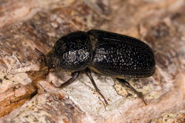 Dişi gergedan geyik böceği Sinodendron silindiri tahtada, makro fotoğraf