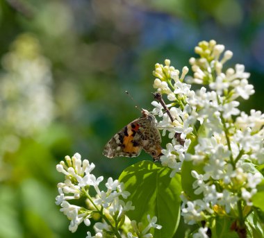 Boyalı bayan, Cynthia Cardui beyaz leylak ve şırınga ile besleniyor.