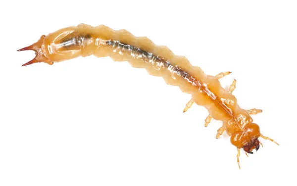 Cardeal Besouro Cabeça Preta Larva Pyrochroa Coccinea Isolada Fundo Branco — Fotografia de Stock