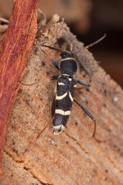 Darázsbogár Clytus Arietis Fán — Stock Fotó