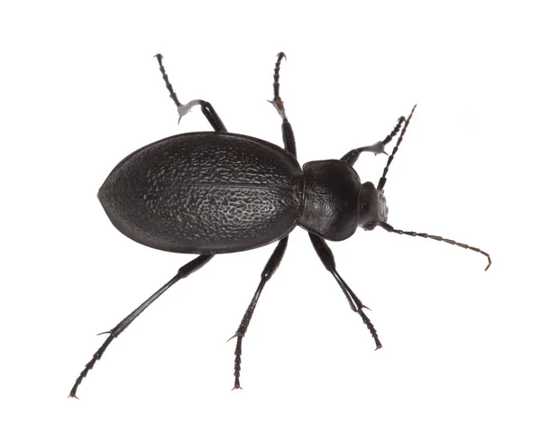 Yer Böceği Carabus Coriaceus Beyaz Arka Planda Izole Edilmiş Makro — Stok fotoğraf