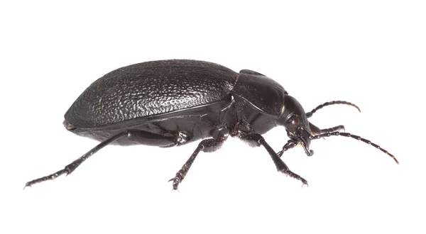 Yer Böceği Carabus Coriaceus Beyaz Arka Planda Izole Edilmiş Makro — Stok fotoğraf