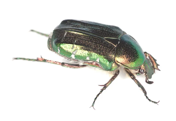 Roseira Chafer Isolado Fundo Branco Foto Macro — Fotografia de Stock